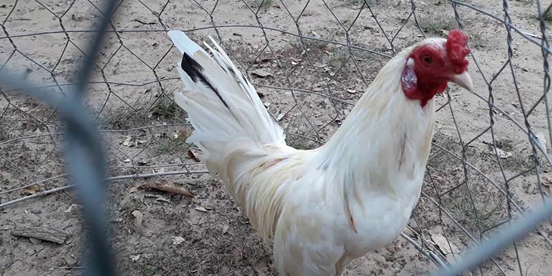 Những điều cần thiết để chuẩn bị chuồng trại khi nuôi gà bướm